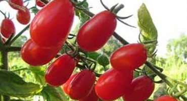 Popis odrůdy rajčat elf f1, vlastnosti pěstování a péče